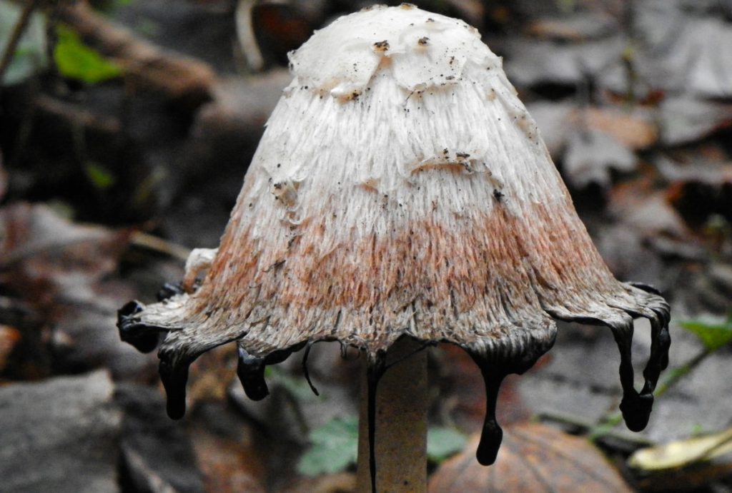 A shaggy mane mushroom deliquescing