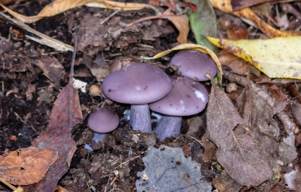 Wood blewit mushrooms growing in compost.
