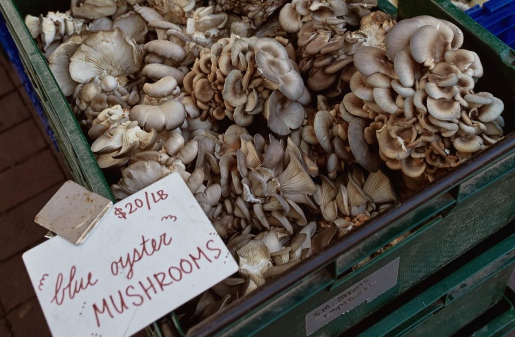 Blue oyster mushrooms being sold at a farmers market