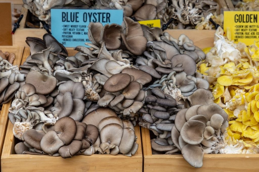 The Ultimate Guide to Blue Oyster Mushrooms | GroCycle