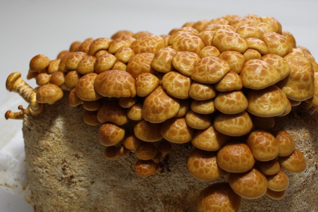 Growing changeable pholiota or sheathed woodtuft mushrooms on a sawdust block