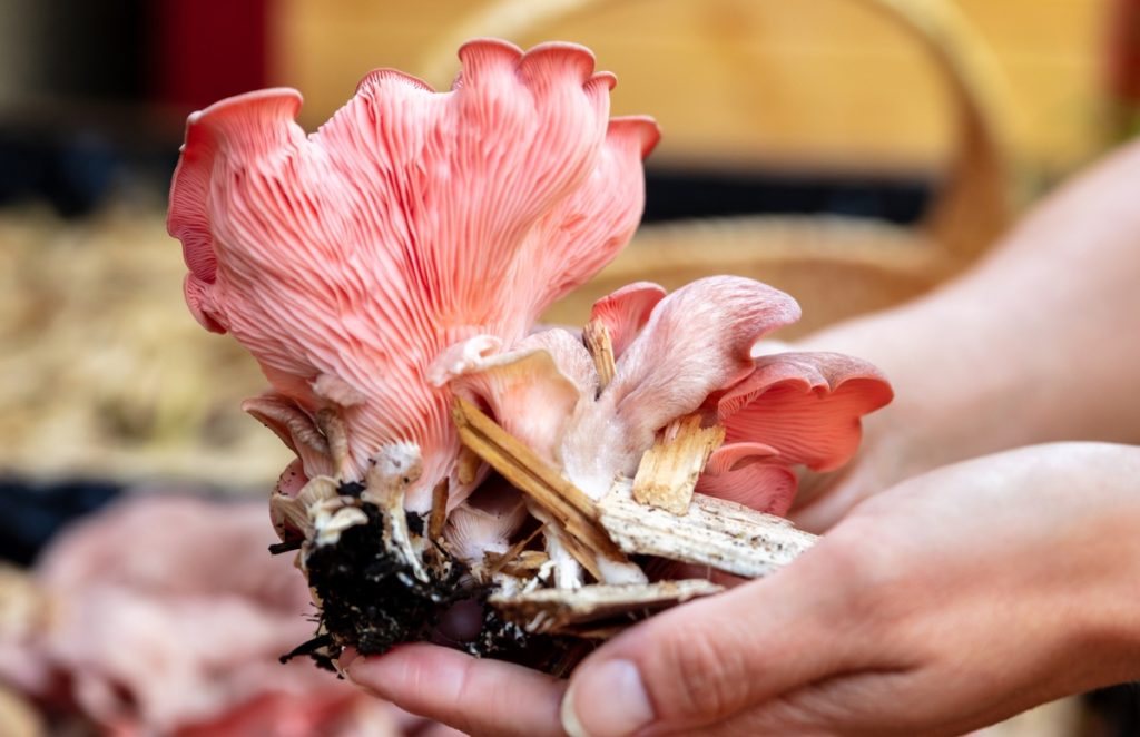 Fresh pink oyster mushrooms with mycelium at the base of their stems.