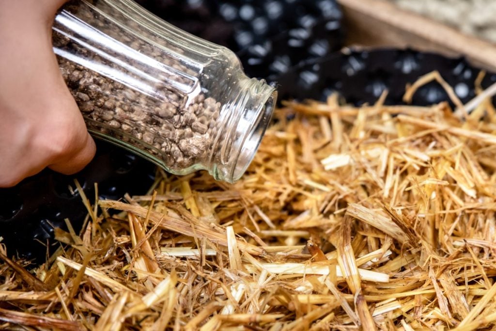 Inoculating a pasteurized straw substrate.