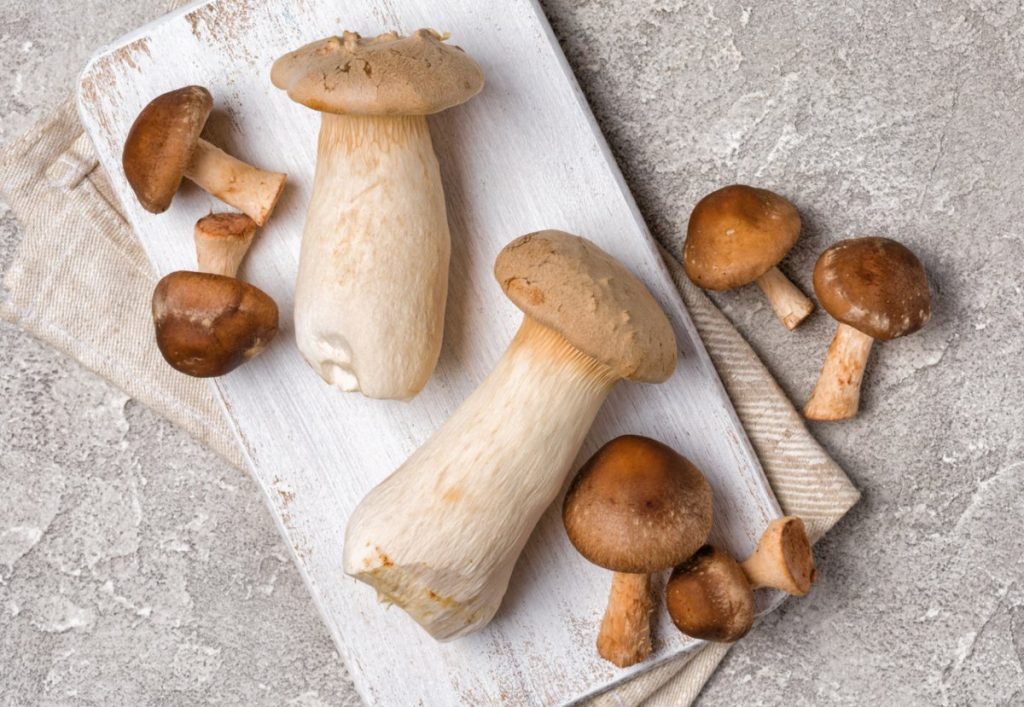 King oyster and shiitake mushrooms are very fleshy making them some of the best mushrooms to use when learning how to clone mushrooms