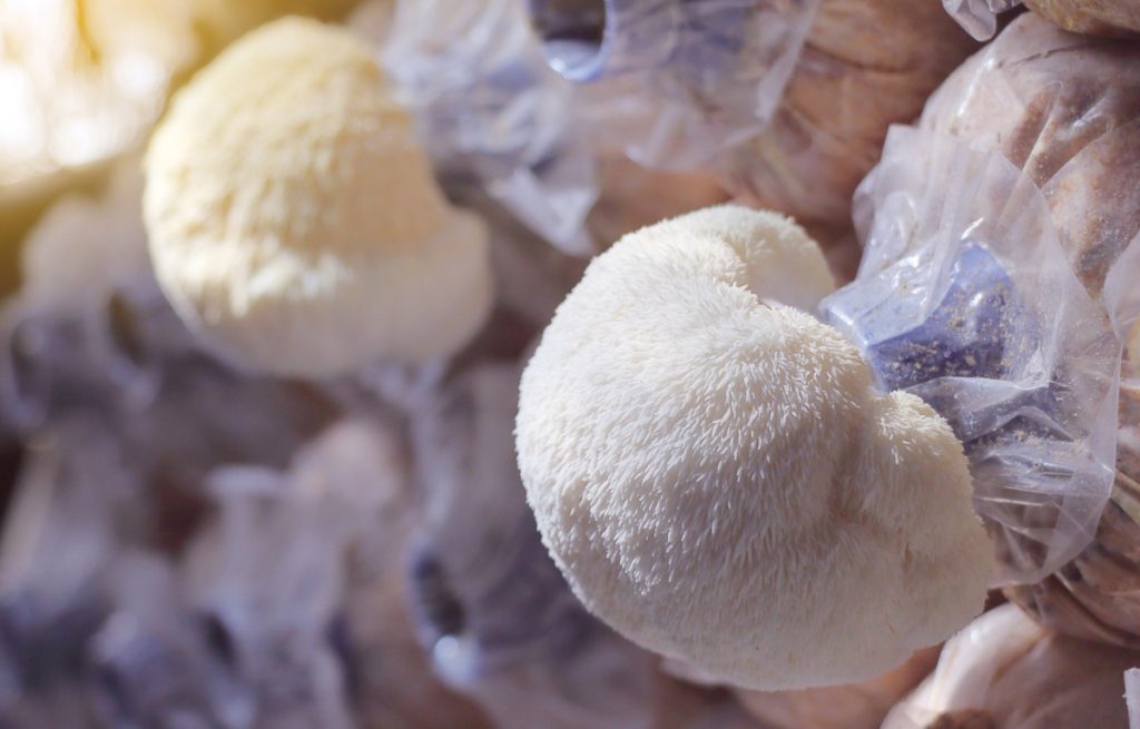 Lion's mane mushrooms growing in bags of sawdust
