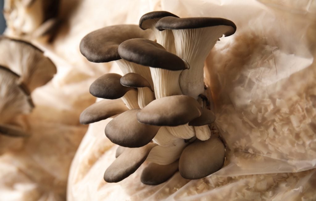 Oyster mushrooms growing in bags of sawdust substrate.