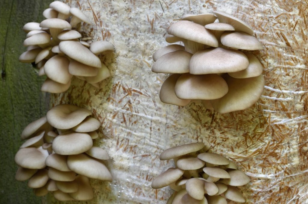 https://grocycle.com/wp-content/uploads/2022/04/Oyster-mushrooms-growing-on-straw-1-1024x678.jpg