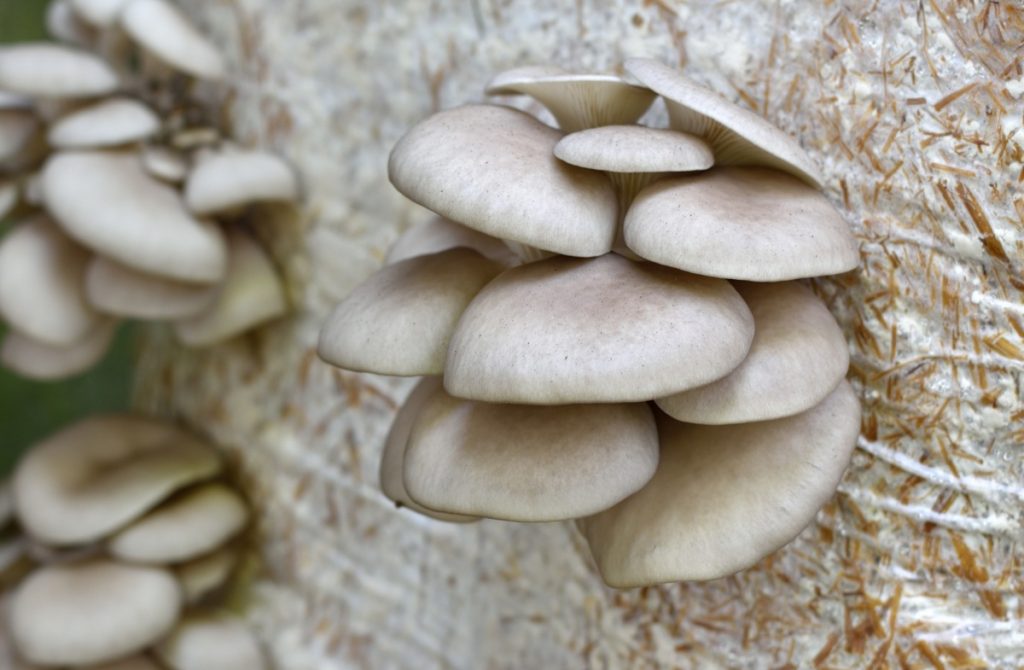 Oyster mushrooms growing on a straw bulk substrate