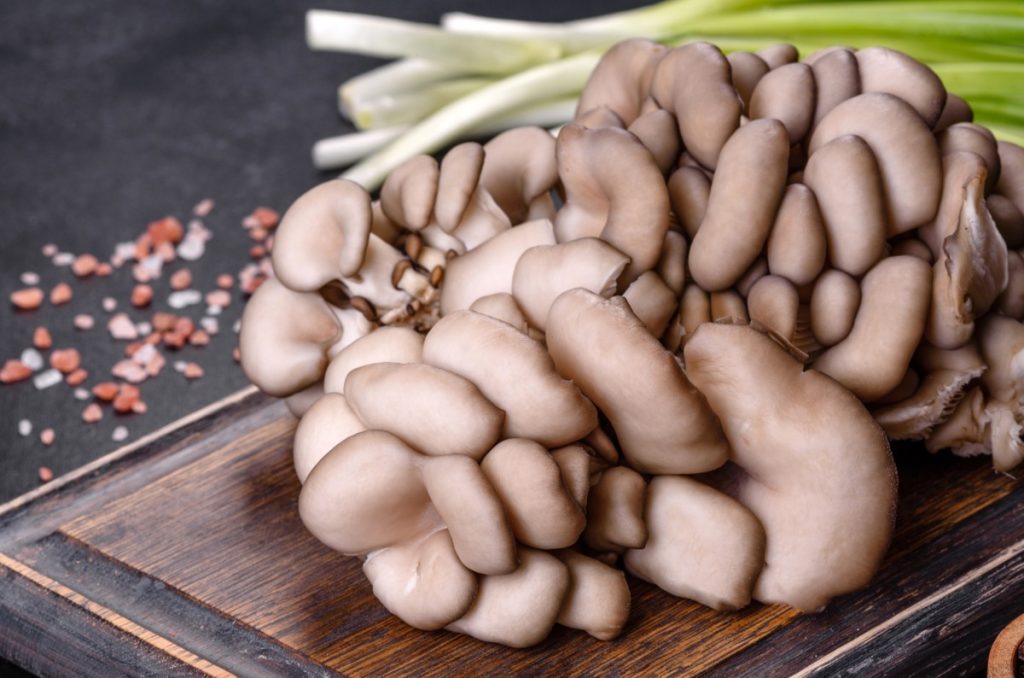 Oyster mushrooms, one of the healthiest mushrooms