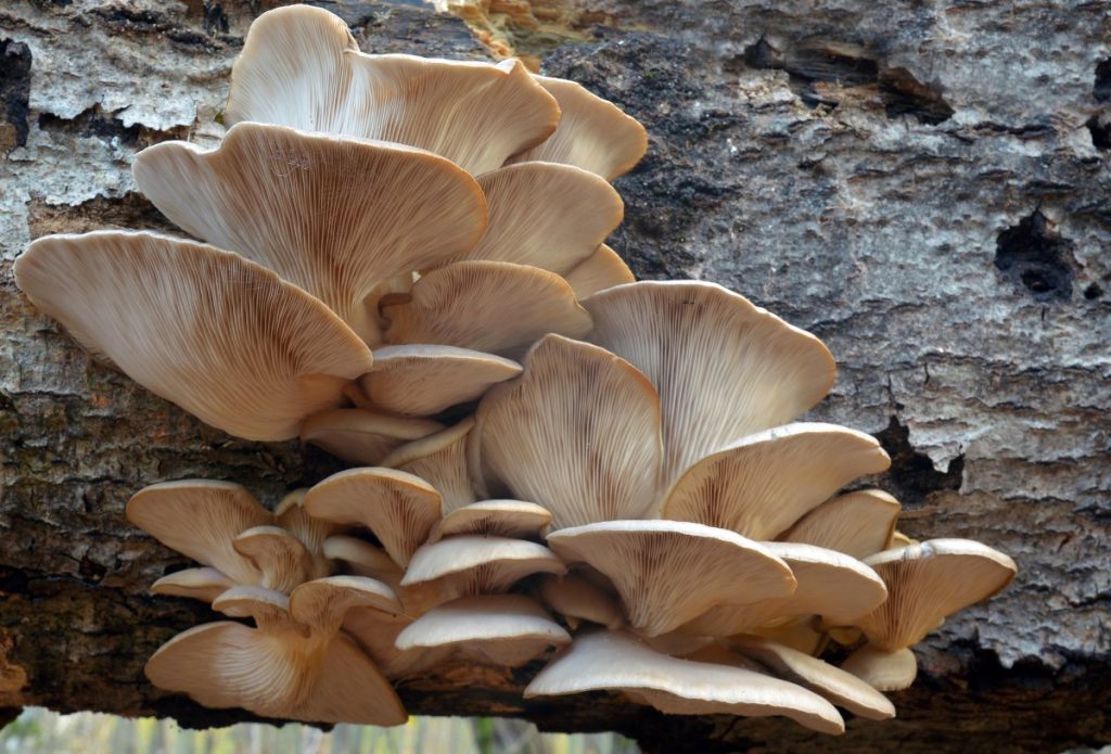 Oyster mushrooms are saprotrophic mushrooms and feed on dead and decaying wood.