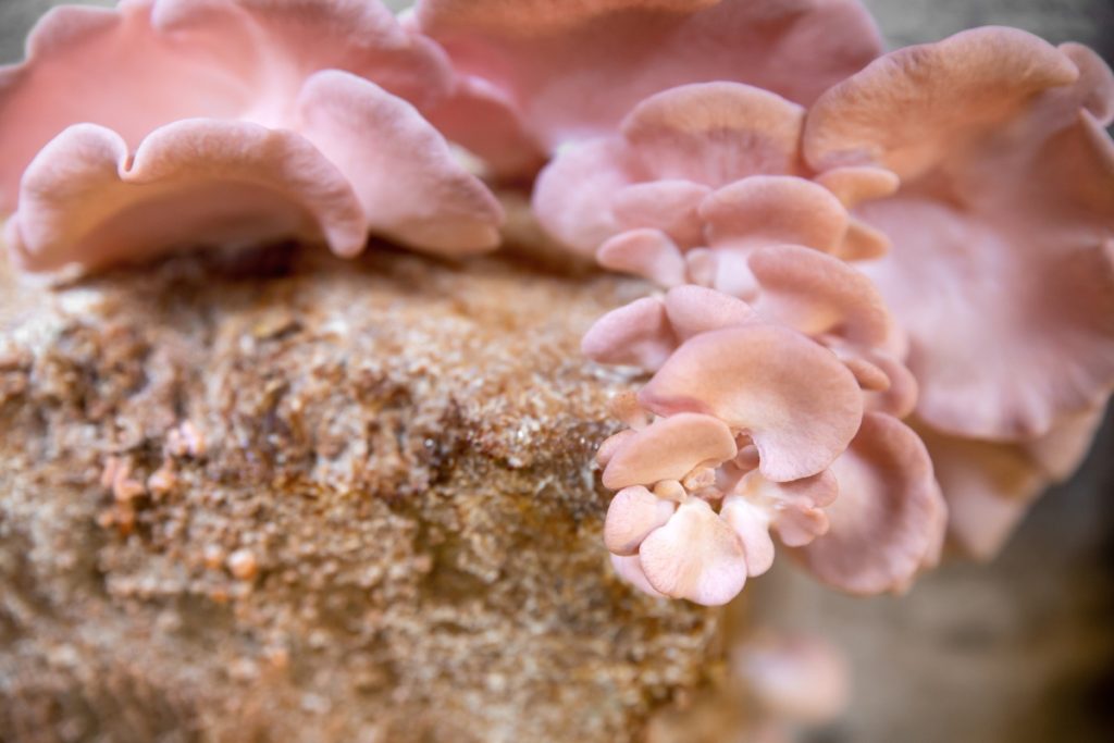 Pink oyster mushrooms growing on a sawdust block