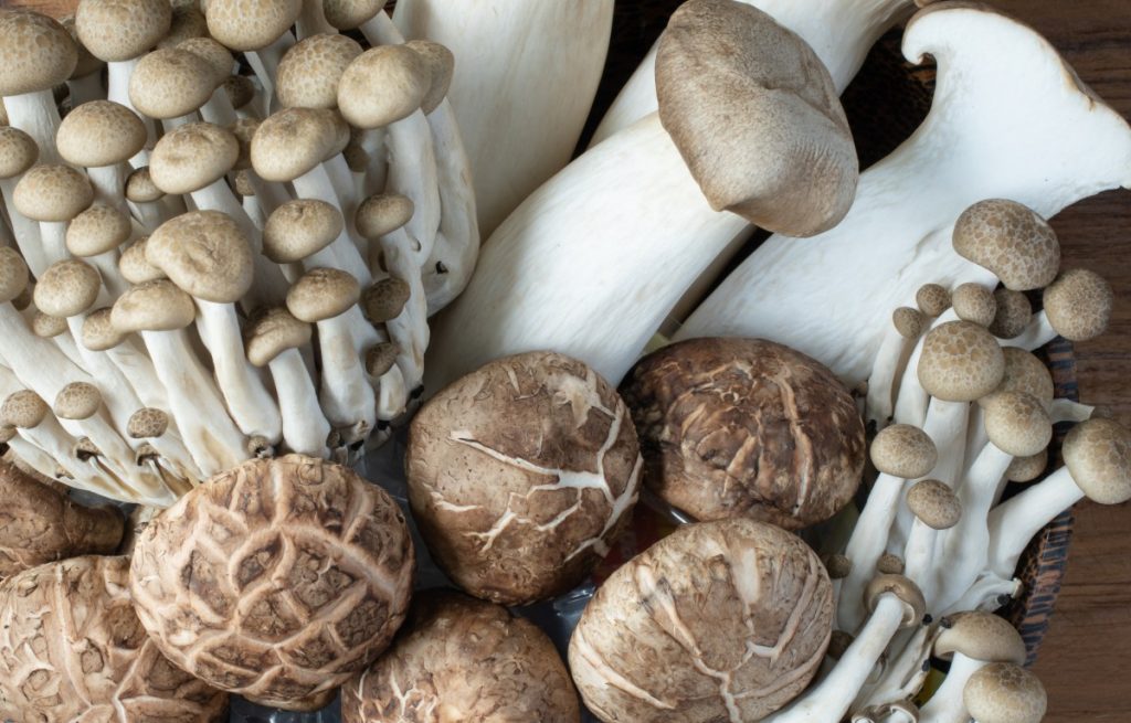selection of edible gourmet mushrooms
