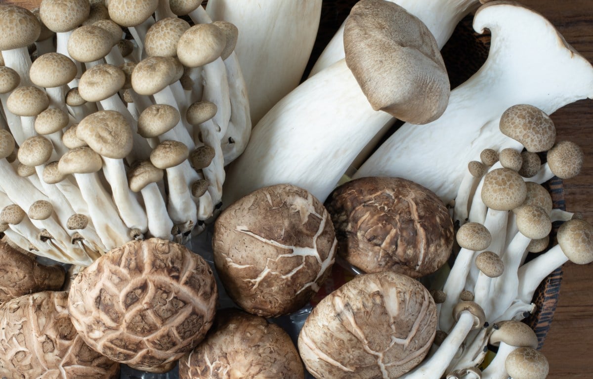 Can You Eat Raw Mushrooms? How To Dine Safely | GroCycle