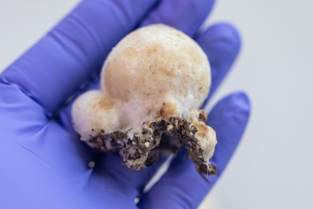 Straw mushroom with mycelium at the base of the stem