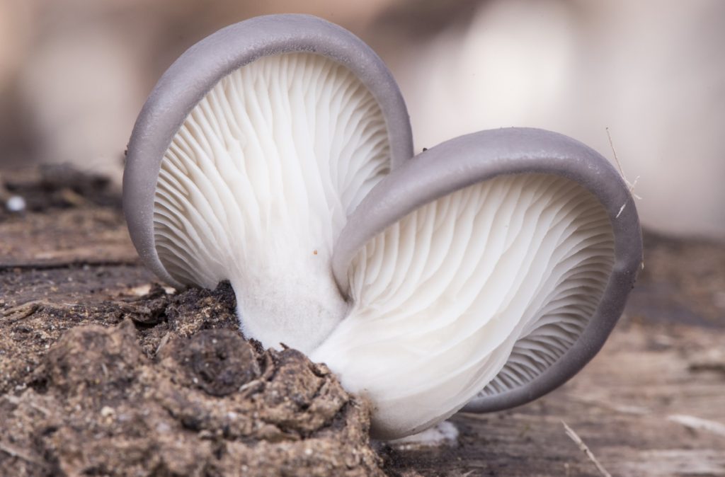 The underside of a blue oyster mushroom cap showing the gills
