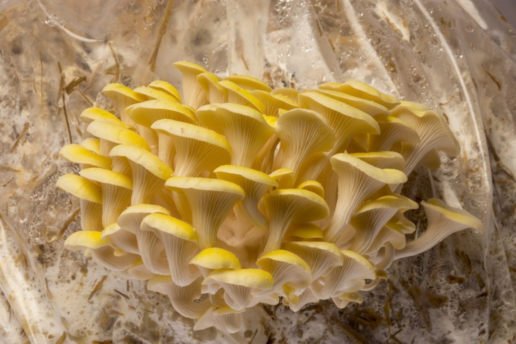 Yellow oyster mushrooms growing in a bag with straw as a substrate.