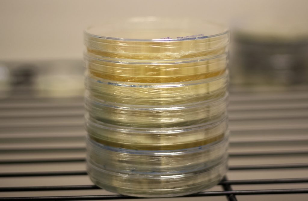 Agar plates for cloning mushrooms