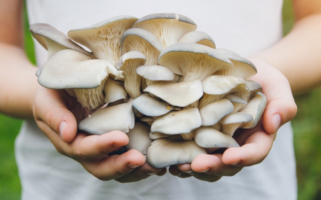 A cluster of blue oyster mushrooms
