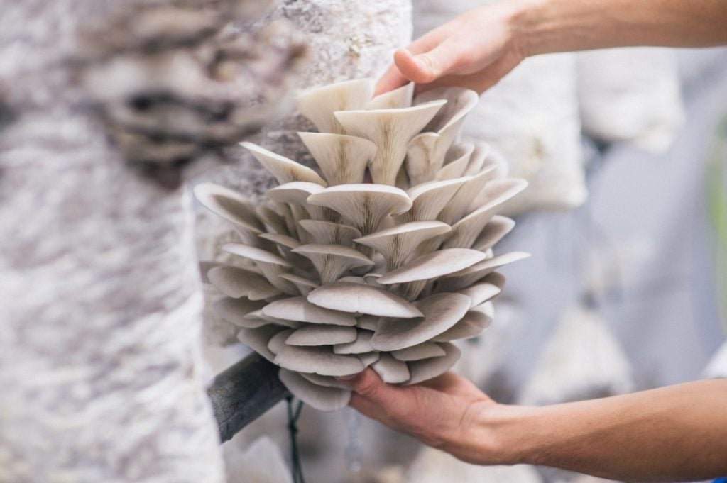 Harvesting oyster mushrooms grown in a large fruiting chamber.