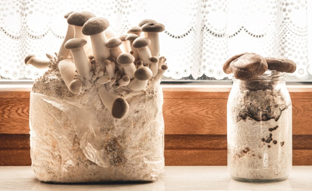 King oyster mushrooms growing. on a windowsill with indirect natural light