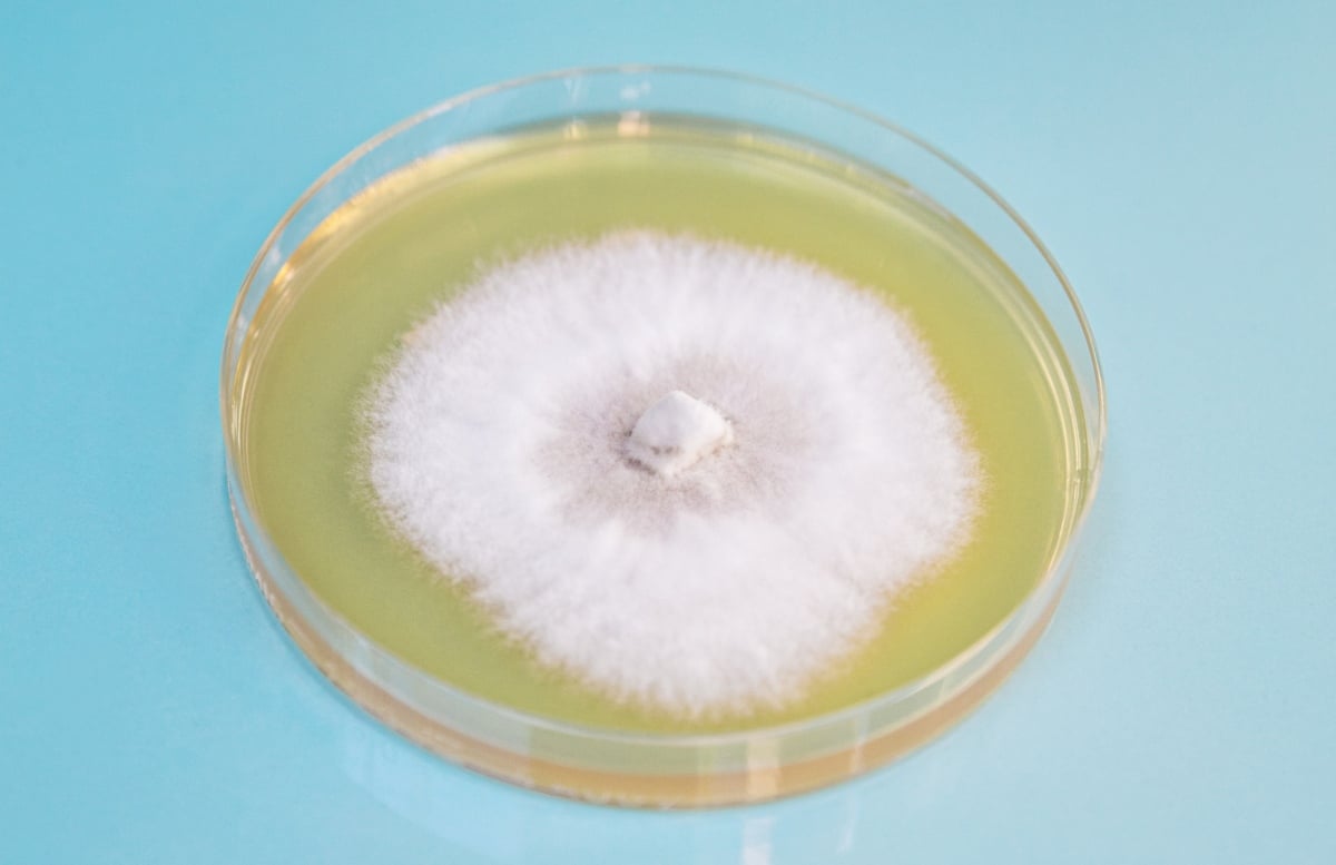 White Mold On Agar