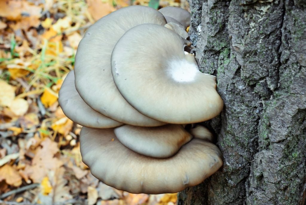 The Ultimate Guide To Blue Oyster Mushrooms Grocycle 5329