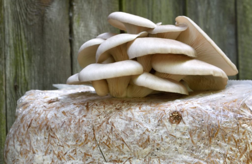 https://grocycle.com/wp-content/uploads/2022/04/oyster-mushrooms-growing-on-straw-2-1024x669.jpg