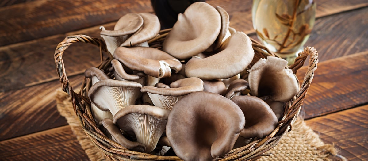 The Complete Guide to Pearl Oyster Mushrooms | GroCycle