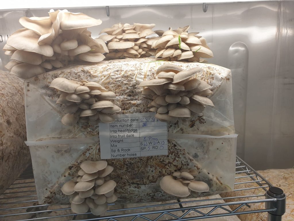 Как сделать палатку для выращивания грибов: шаг за шагом