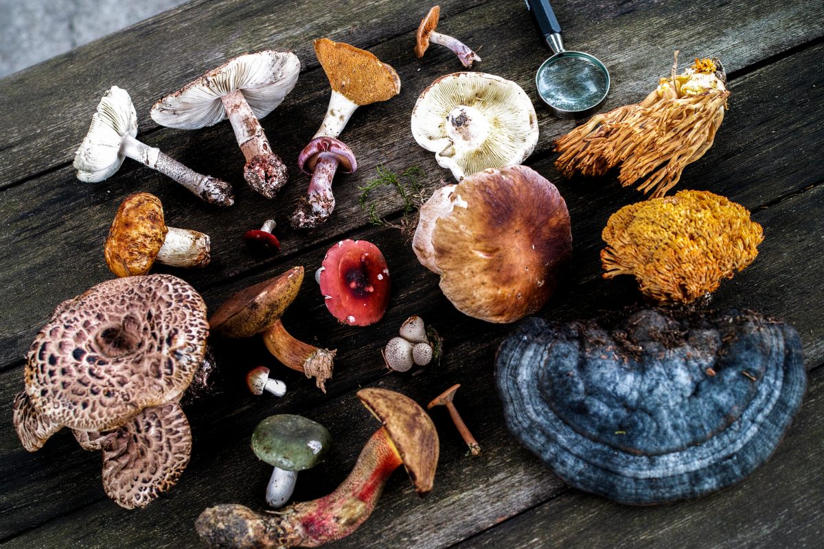 Mycophobia: Understanding the Fear of Fungus | GroCycle