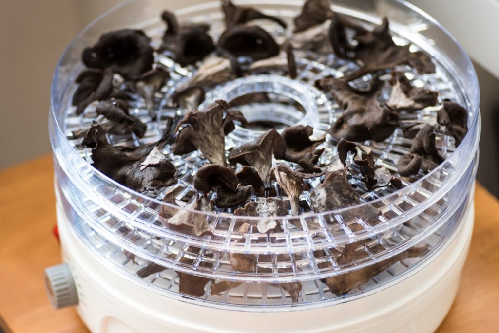 How to dry mushrooms. Black trumpet mushrooms in a dehydrator