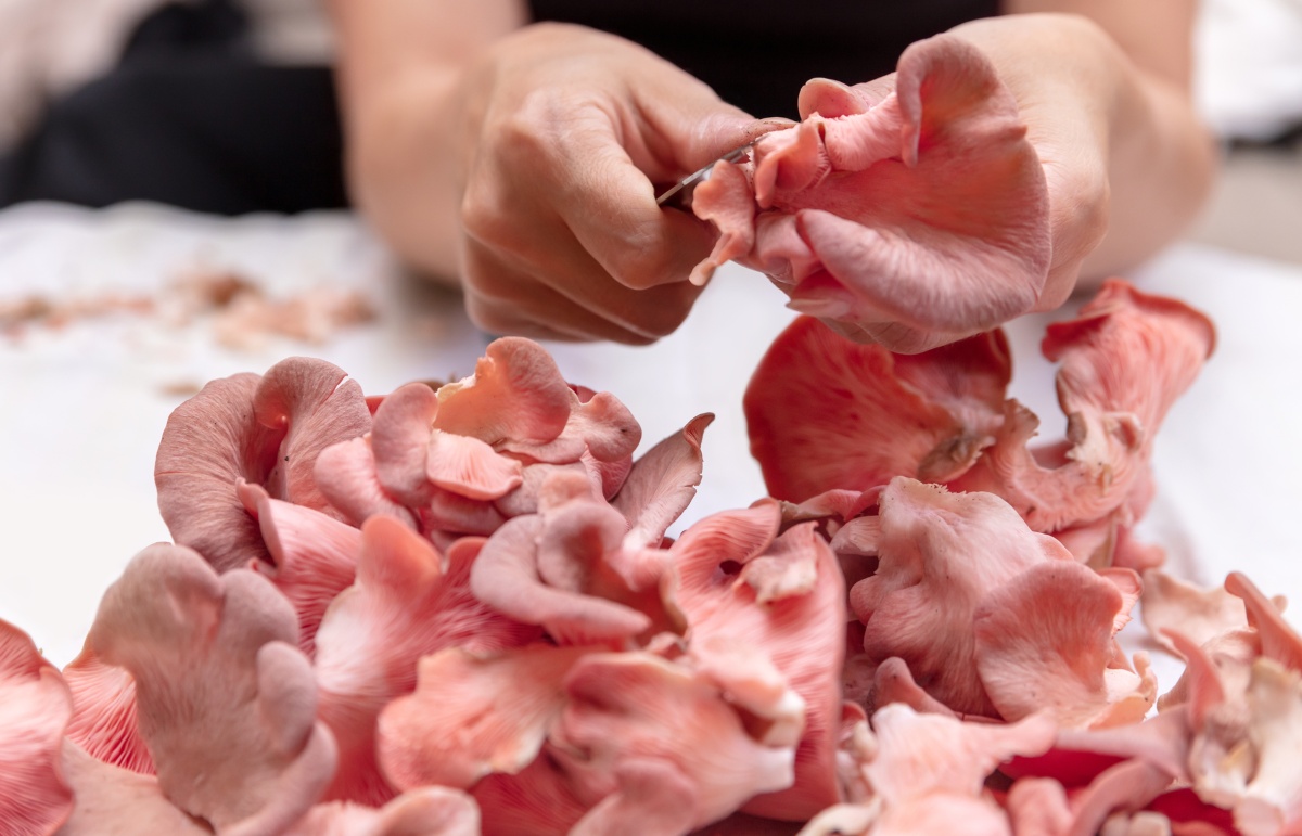 The Ultimate Guide To Pink Oyster Mushrooms Grocycle