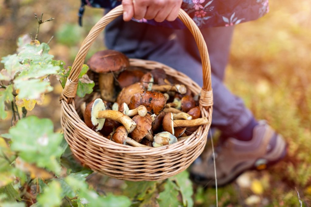 A mycophile, the opposite of a myscophobe, foraging for edible mushrooms