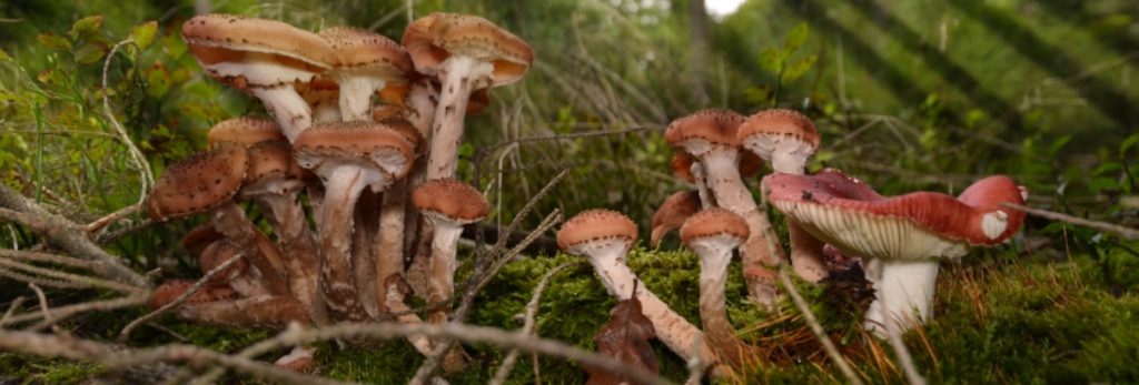 Mycophobia is the fear of mushrooms