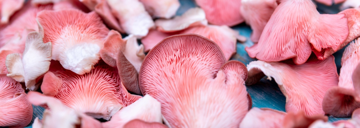 https://grocycle.com/wp-content/uploads/2022/05/Pink-oyster-mushrooms-cover-pic.jpg