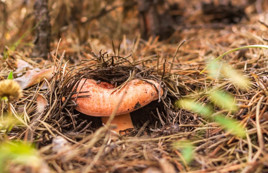 Know your mushrooms – foraging with care - Gone71° N