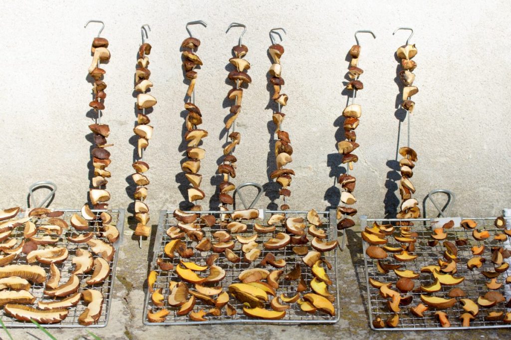 How to dry mushrooms. Mushrooms Air drying in the sun on strings and racks.