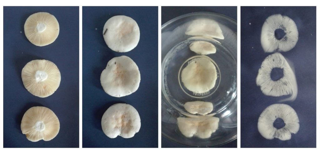 How to make a mushroom spore print