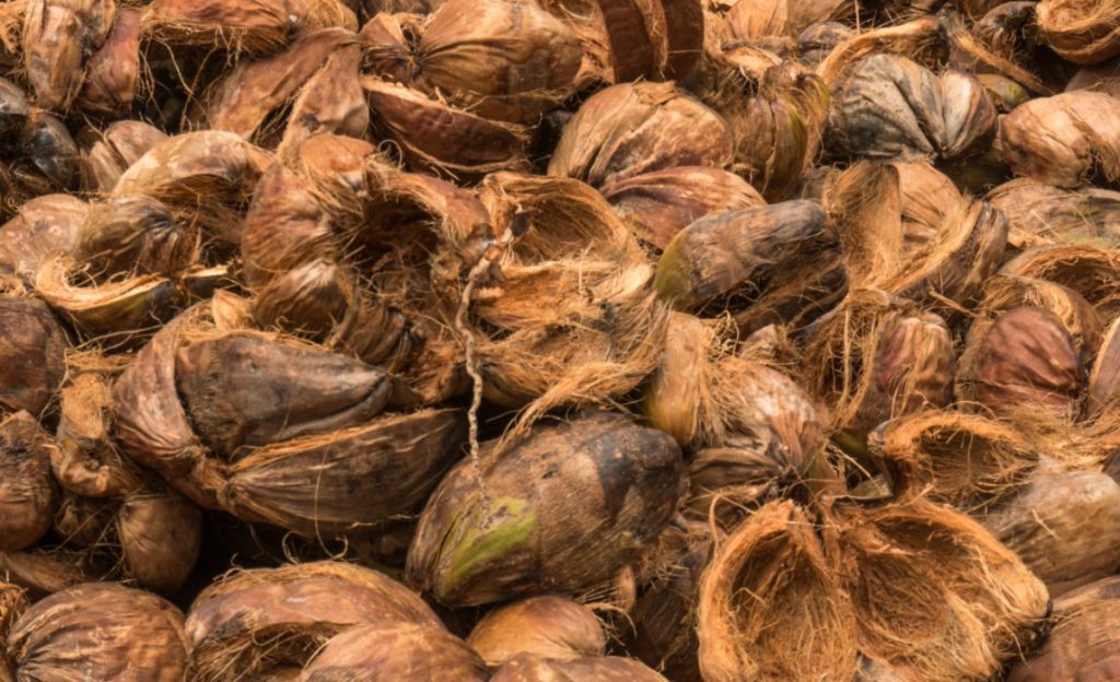 Coconut husks waiting to be processed