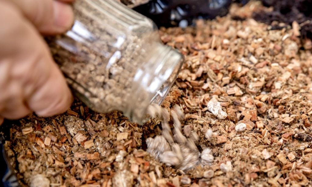 Adding mushroom grain spawn to hardwood-based substrate in a monotub fruiting chamber