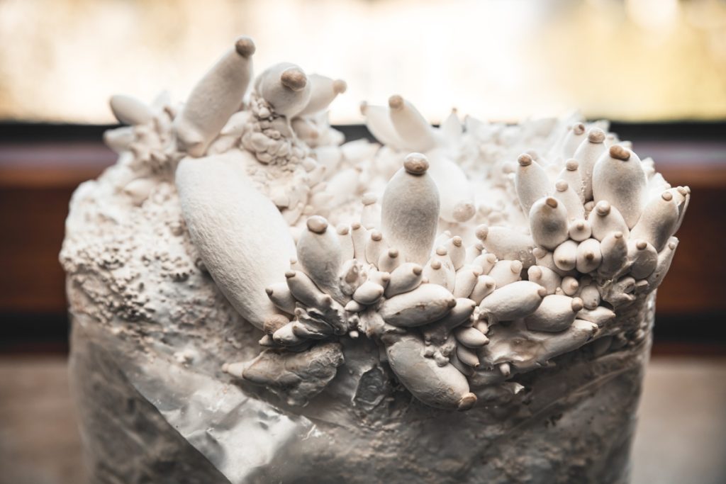 Baby king oyster mushrooms growing on a bag of substrate.