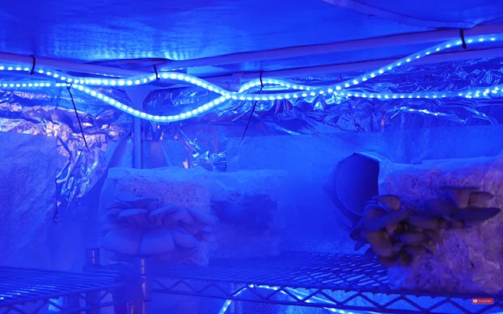 Grow room with oyster mushrooms growing under blue LED lights.