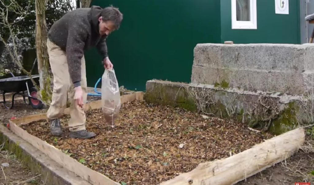 Adding wine cap mushroom spawn to substrate in an outdoor mushroom bed.