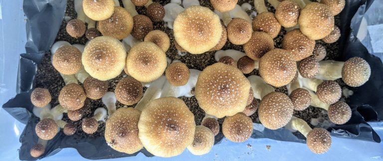 top view of mushrooms growing in a monotub fruiting chamber