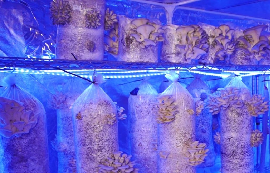 An indoor mushroom fruiting chamber with artificial blue light.