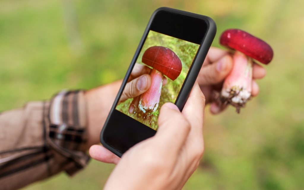A person using a mushroom identification app.