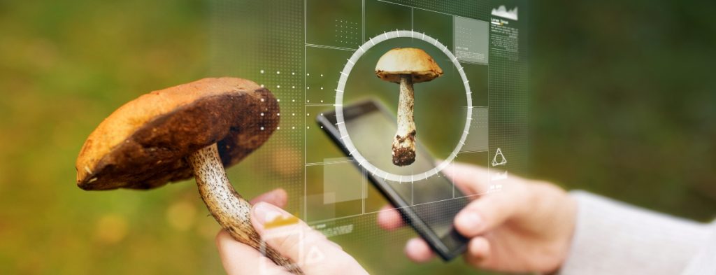 Mushroom identification apps