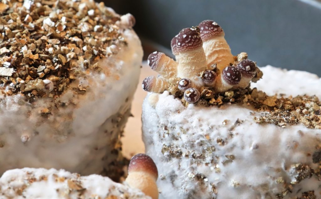Mushrooms pinning on Pf tek cakes