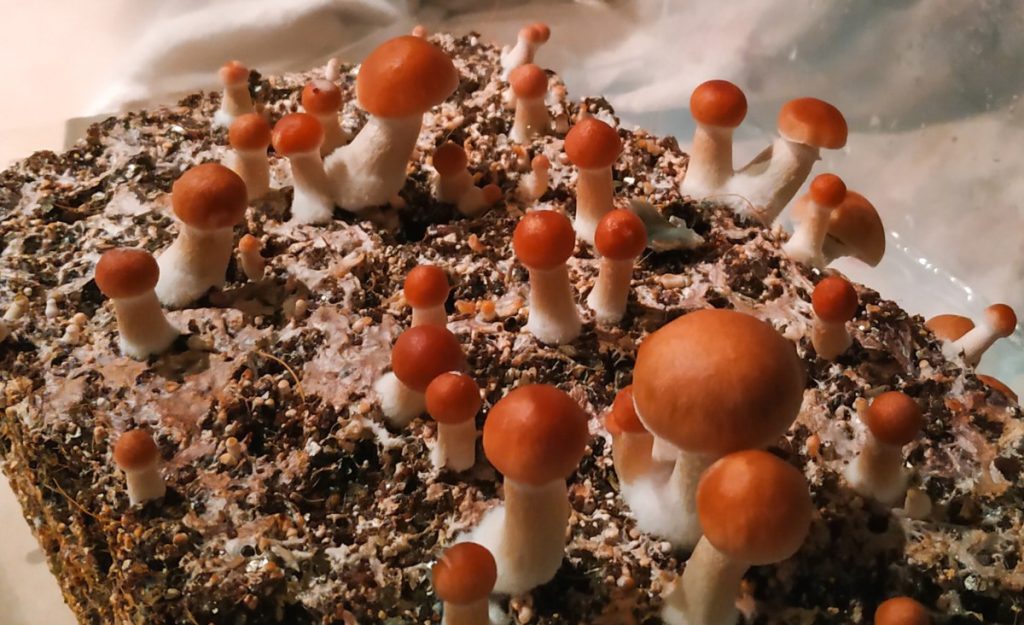 Mushrooms growing on a coco coir and vermiculite substrate in a monotub.