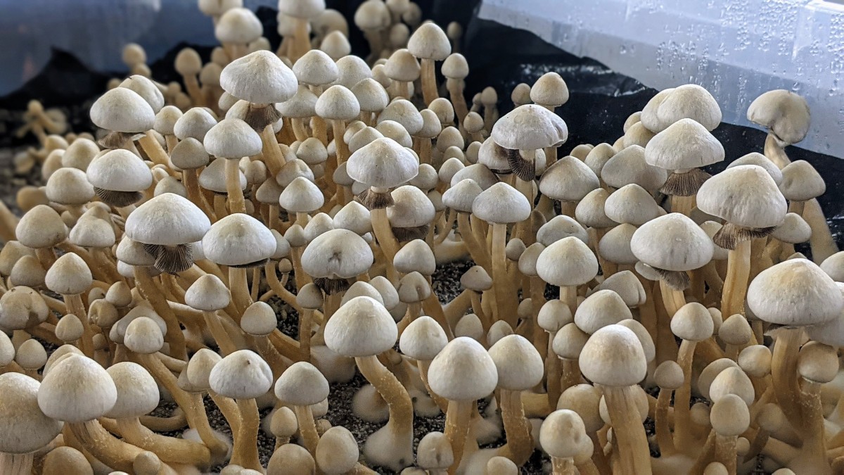 How to Make a Monotub Fruiting Chamber | GroCycle